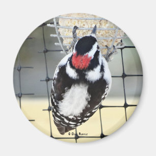 Aimant B53 Downy Woodpecker