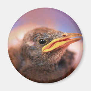 Aimant Baby Bird