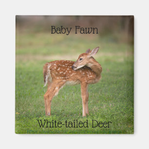 Aimant Baby Deer Fawn avec des points blancs