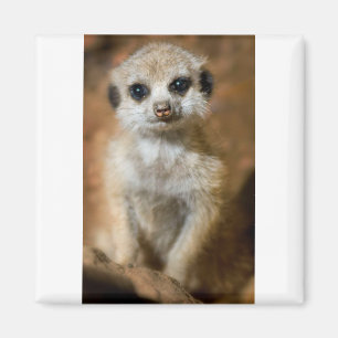 Aimant Baby Meerkat