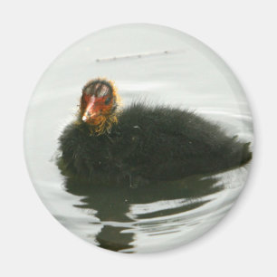Aimant Baby Moorhens