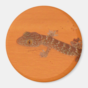 Aimant Baby Tokay Gecko