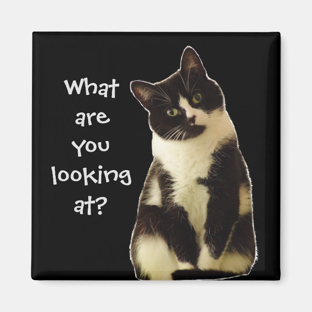 Aimant Badass Cats "Que regardez-vous ?" (Devant)
