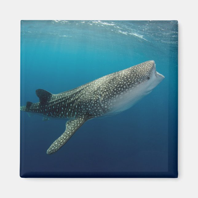 Aimant Baignade de requin baleine (Devant)