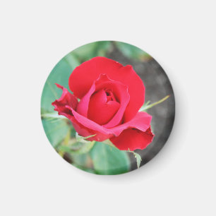 Aimant Baiser d'une rose rouge