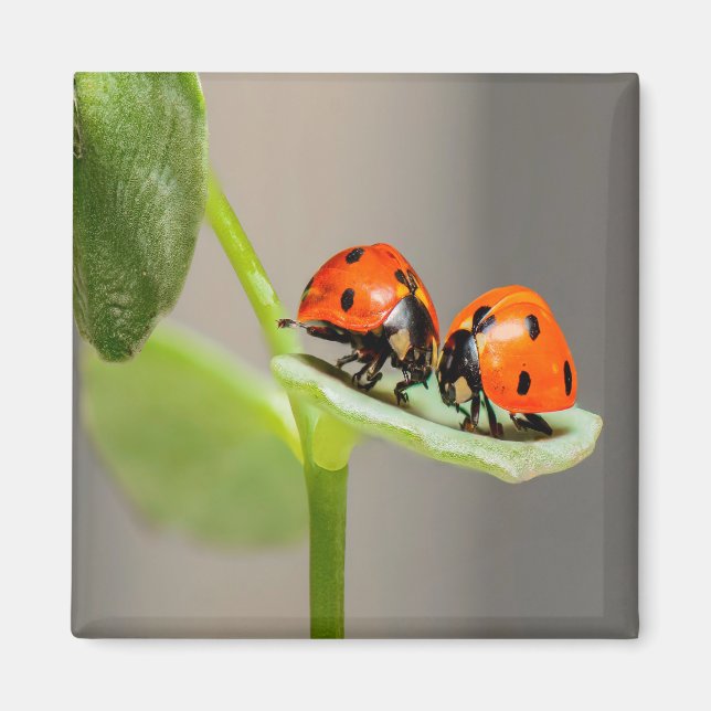 Aimant Baiser Ladybugs (Devant)