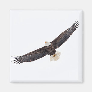 Aimant Bald Eagle en vol