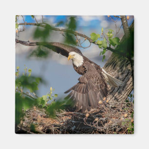 Aimant Bald Eagle quittant le nid