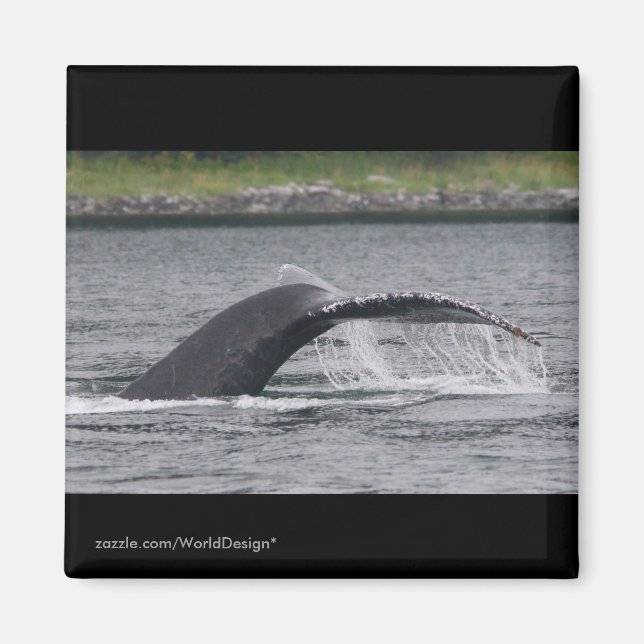 Aimant Baleine (Devant)