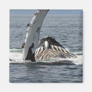 Aimant Baleine à bosse
