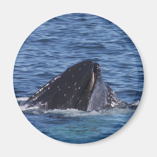 Aimant Baleine à bosse (Devant)