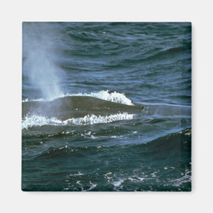 Aimant Baleine bleue