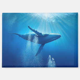 Aimant Baleine Océan Nature Mer Eau Bleue Faune profonde