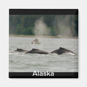 Aimant Baleines de l'Alaska