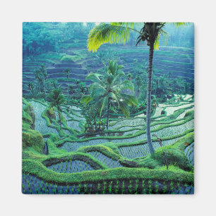 Aimant Bali Vue d'ensemble des rizières