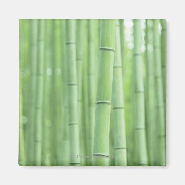Aimant Bamboo Grove (Devant)
