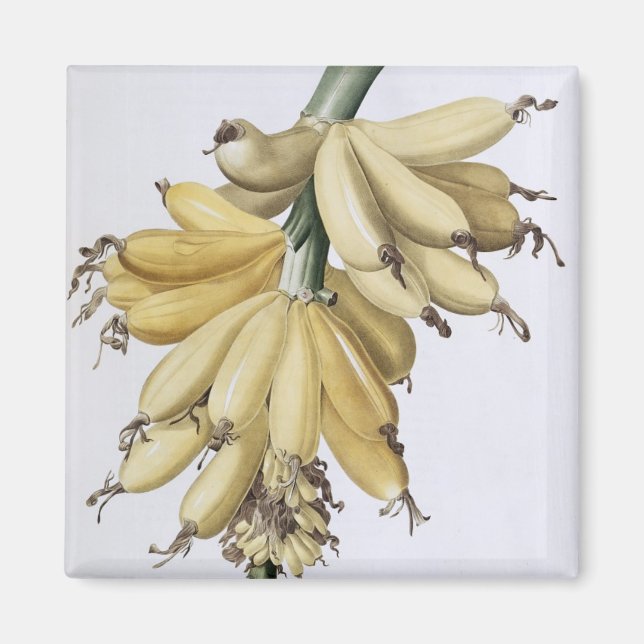 Aimant Banane, 1816 (Devant)