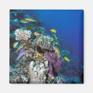 Aimant Banc de rougets autour d'un petit corail