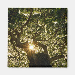 Aimant Banyan Tree Canopy Sunstar