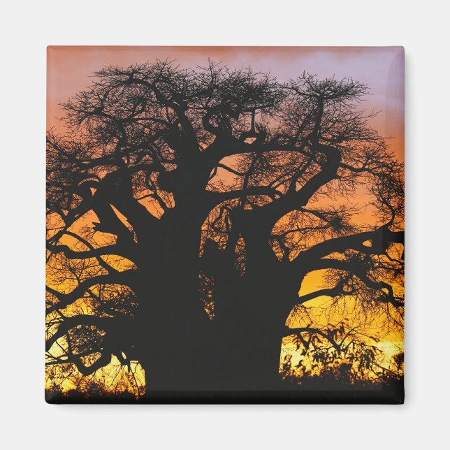 Aimant baobab africain, Adansonia digitata, (Devant)