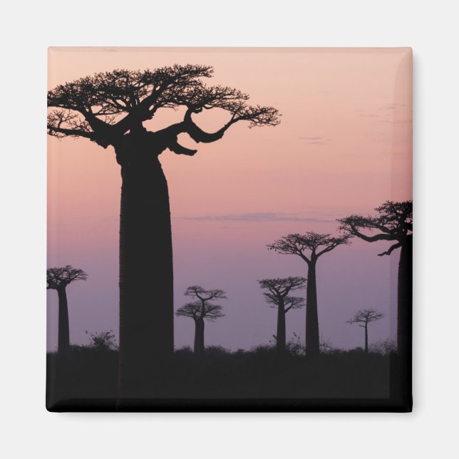 Aimant Baobab Alley', Madagascar, Morondava, Afrique, (Devant)