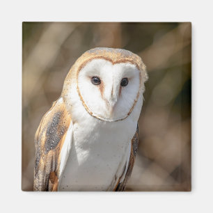 Aimant Barn Owl