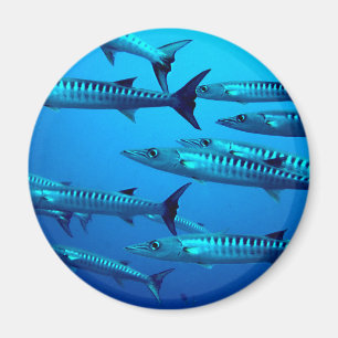 Aimant barracuda plongée mer profonde océan eau tropicale