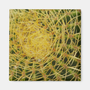Aimant Barrel Cactus Closeup Nature Photographie