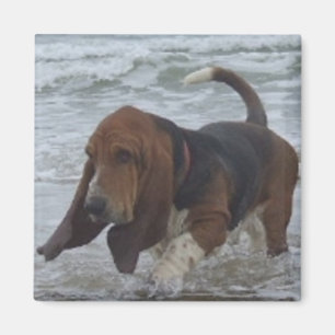 Aimant Basset Hound par la mer