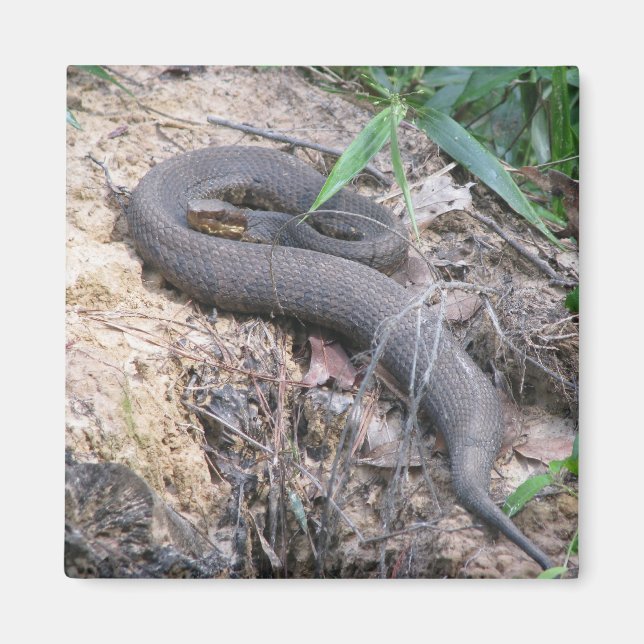 Aimant Bassin de serpent de Cottonmouth (Devant)