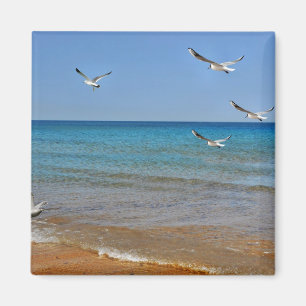 Aimant Beach and Seagulls