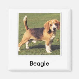 Aimant Beagle