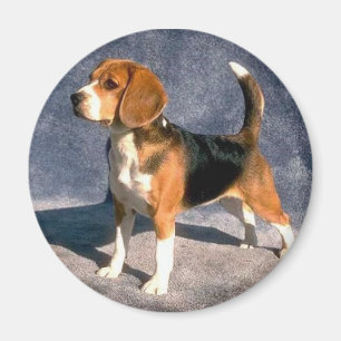 Aimant beagle