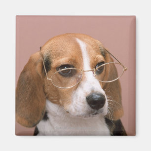Aimant Beagle