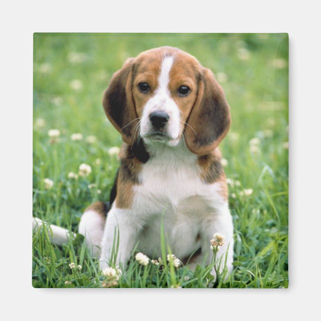 Aimant Beagle Puppy (Devant)