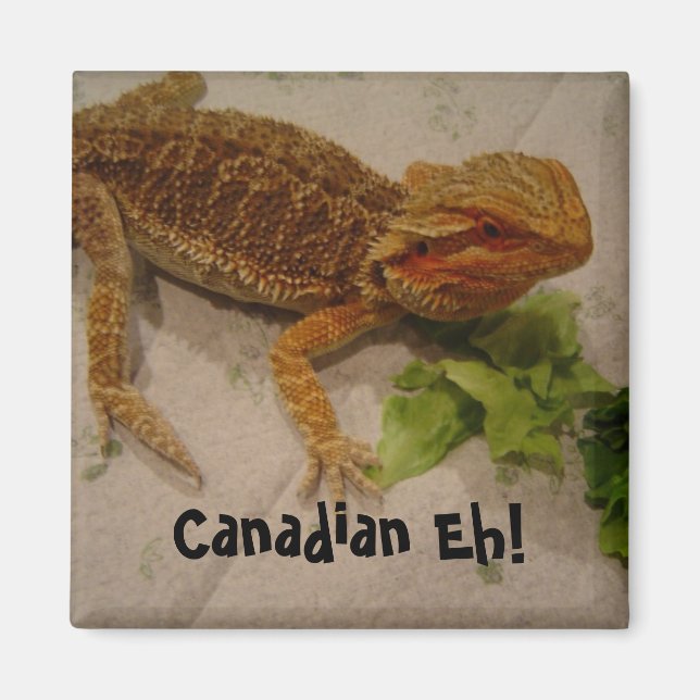 Aimant Beared Dragon Humour Canadien Eh! (Devant)