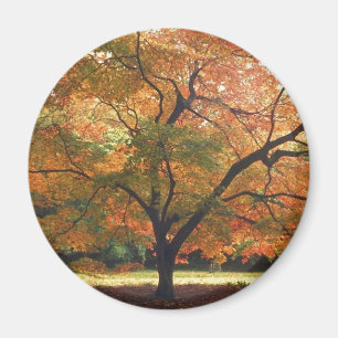 Aimant Beau arbre d'automne