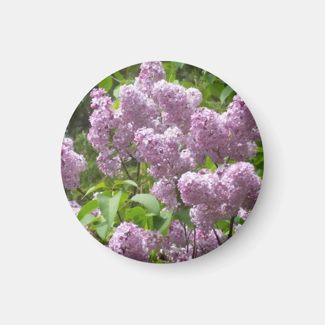 Aimant Beau buisson de lilas- (Devant)