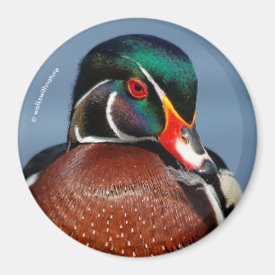 Aimant Beau canard en bois pensif dans le marais