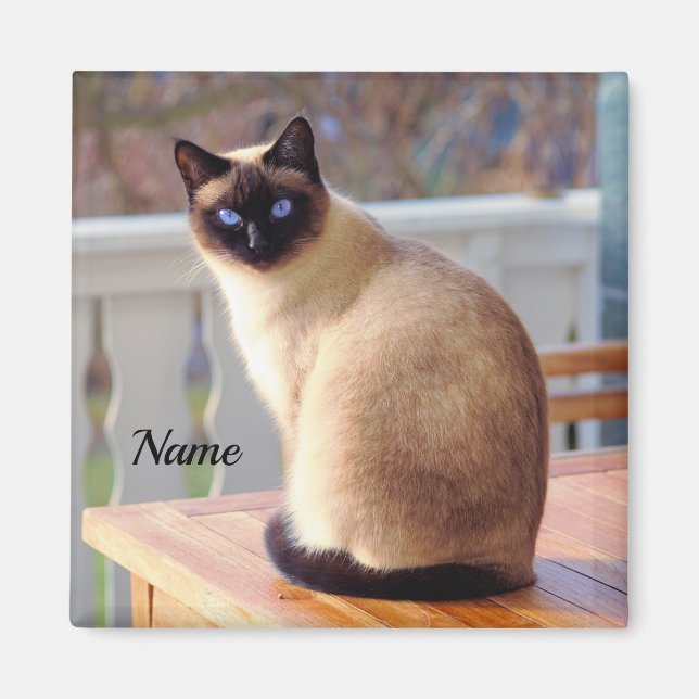 Aimant Beau chat siamois avec yeux bleus (Devant)