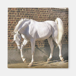 Aimant Beau cheval blanc d'Arabie
