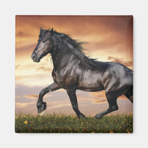 Aimant Beau Cheval Noir