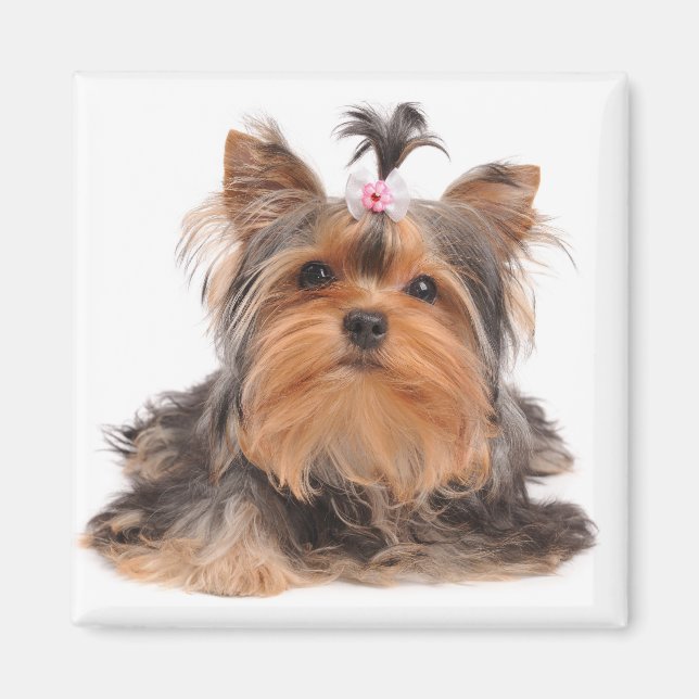 Aimant Beau chien (Devant)