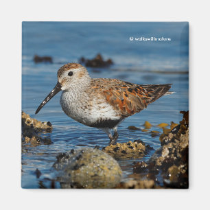 Aimant Beau dunlin Shorebird à la plage