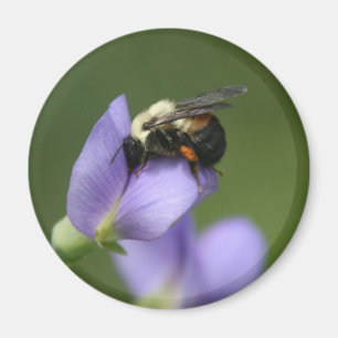 Aimant Beau gaffez l'abeille