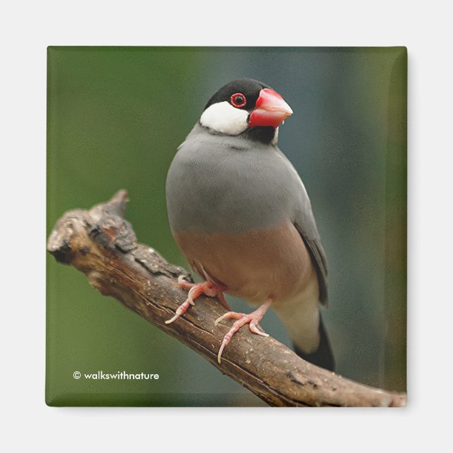Aimant Beau oiseau-chanteur Java Finch (Devant)