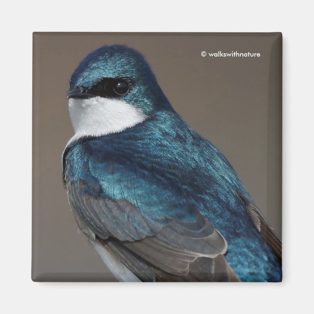 Aimant Beau oiseau chevalier en hirondelle d'arbre sur fi (Devant)