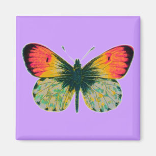 Aimant Beau Papillon