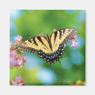 Aimant Beau papillon Swallowtail sur de jolies fleurs