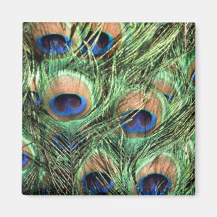 Aimant Beau Peacock